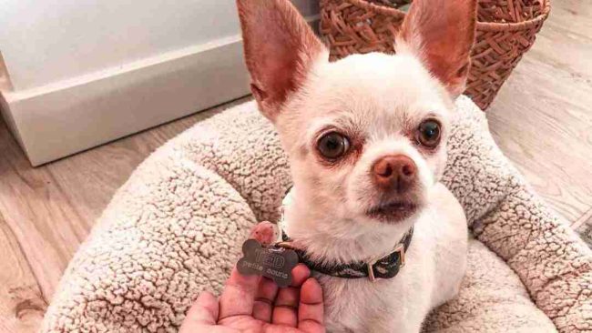 How Do You Etch Dog Tags? Best Guide